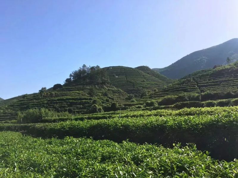 有关于秀篆镇：秋茶质优价好 绿色产业促振兴的相关信息(4)