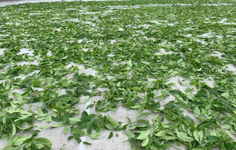 有关于秀篆镇：秋茶质优价好 绿色产业促振兴的相关信息(2)