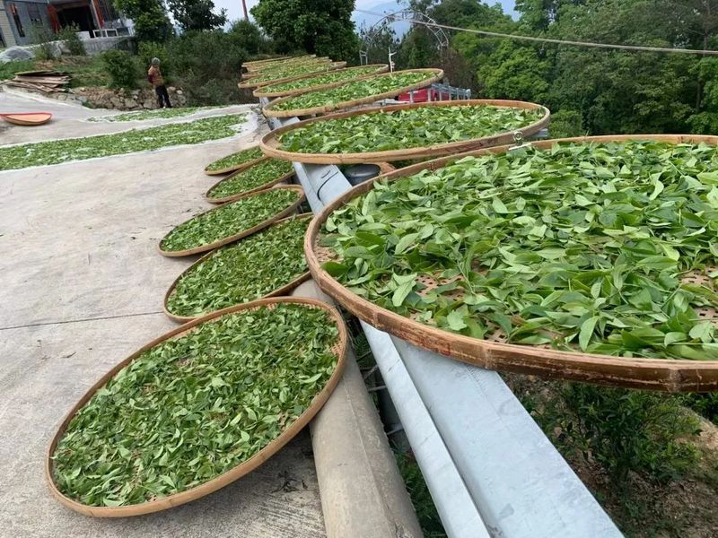 有关于秀篆镇：秋茶质优价好 绿色产业促振兴的相关信息(3)