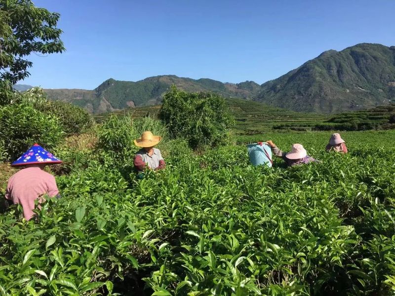 有关于秀篆镇：秋茶质优价好 绿色产业促振兴的相关信息