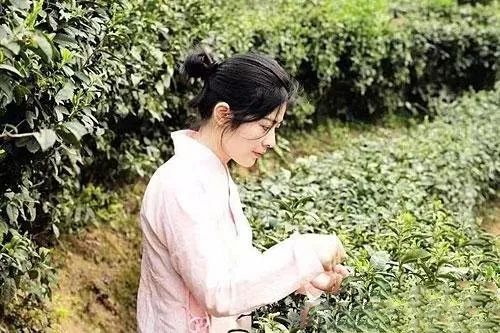 关于走遍大半个中国学茶艺 租山房改建民宿……景德镇姑娘袁鑫的创业故事的内容(1)