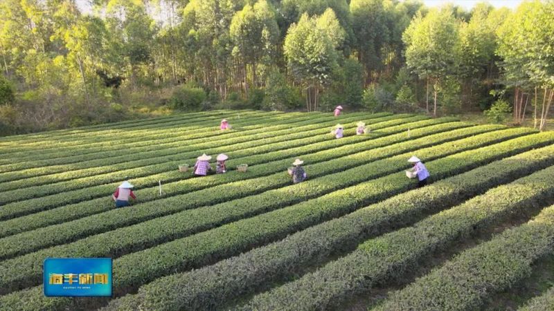 有关于海丰：加快现代茶产园建设 助力特色产业提质增效的内容