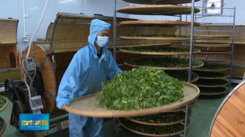 有关于海丰：加快现代茶产园建设 助力特色产业提质增效的内容(2)