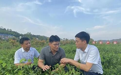 有关于金融赋能浮梁县茶产业发展的相关内容(2)