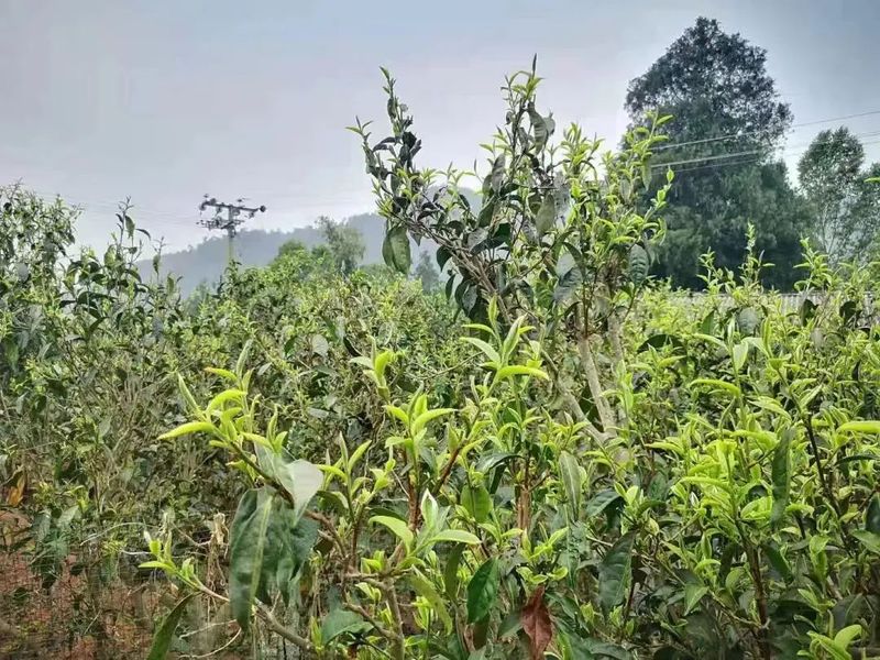 关于景谷：“绿叶子”变“金叶子” 加力提速茶产业高质量发展的新闻(6)