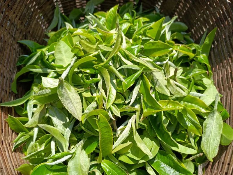 关于景谷：“绿叶子”变“金叶子” 加力提速茶产业高质量发展的新闻(2)