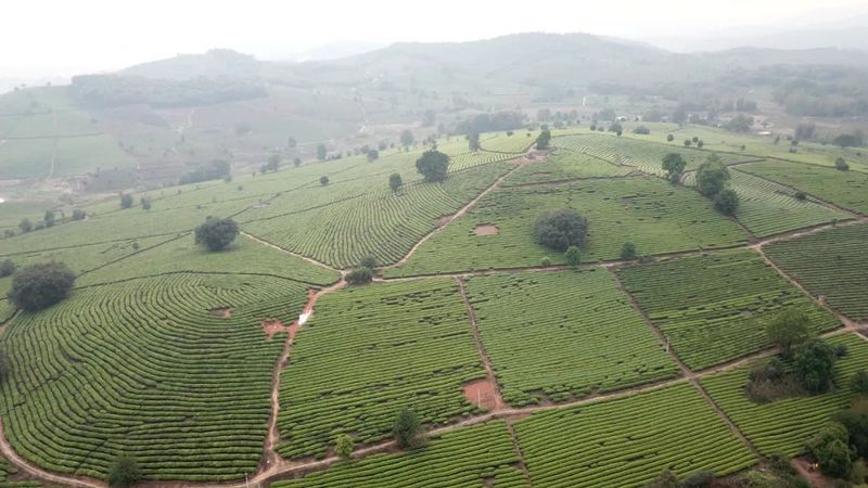 关于景谷：“绿叶子”变“金叶子” 加力提速茶产业高质量发展的新闻