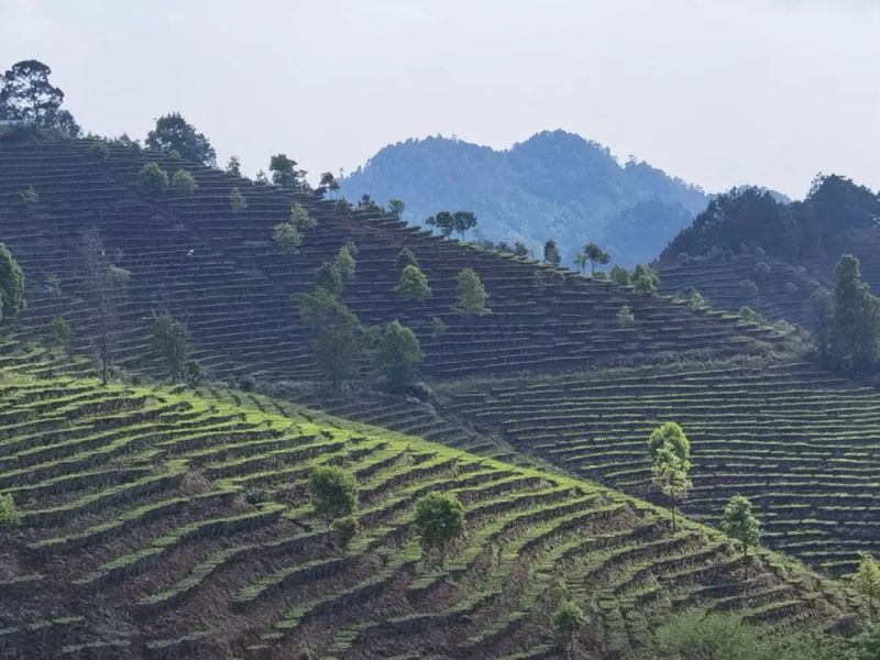 关于景谷：“绿叶子”变“金叶子” 加力提速茶产业高质量发展的新闻(8)