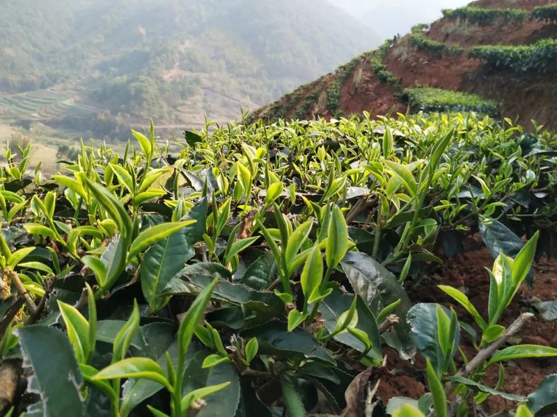 关于景谷：“绿叶子”变“金叶子” 加力提速茶产业高质量发展的新闻(5)