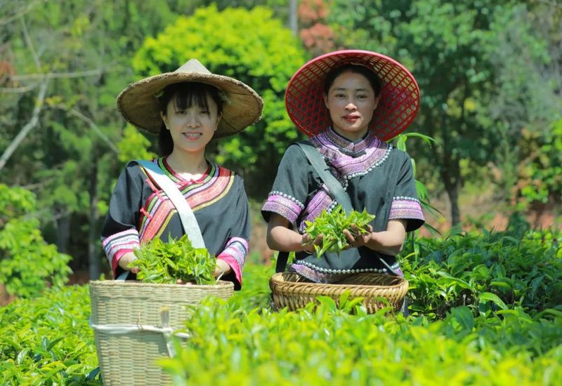 关于景谷：“绿叶子”变“金叶子” 加力提速茶产业高质量发展的新闻(7)