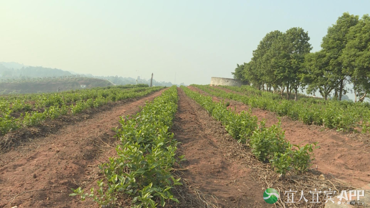 关于“2022武夷岩茶三大茶王”“白沙茶产业再获新荣誉”“普洱市推动低氟茶产业”的内容(7)