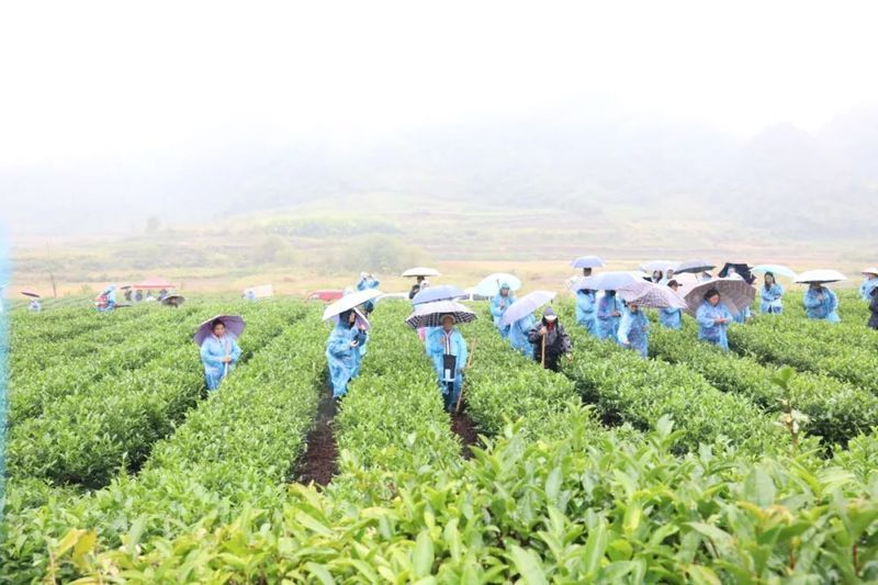 关于“2022武夷岩茶三大茶王”“白沙茶产业再获新荣誉”“普洱市推动低氟茶产业”的内容(5)