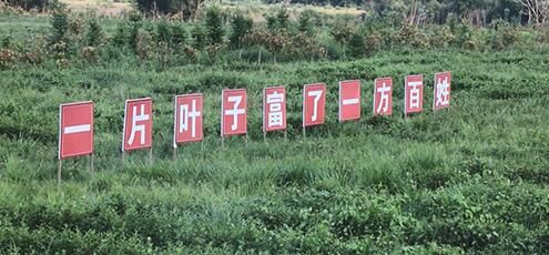 关于景德镇市浮梁县：茶飘香 创业忙的资讯(1)