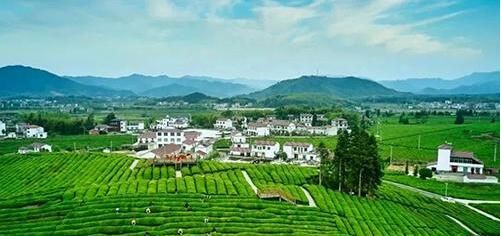 关于景德镇市浮梁县：茶飘香 创业忙的资讯(2)