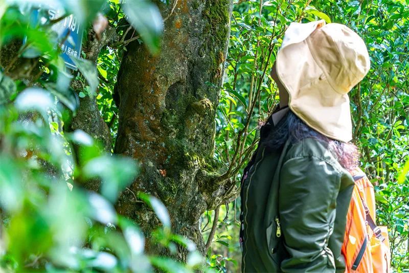 关于保山市县作协联手激活龙陵镇东“古树茶文化”的内容(15)