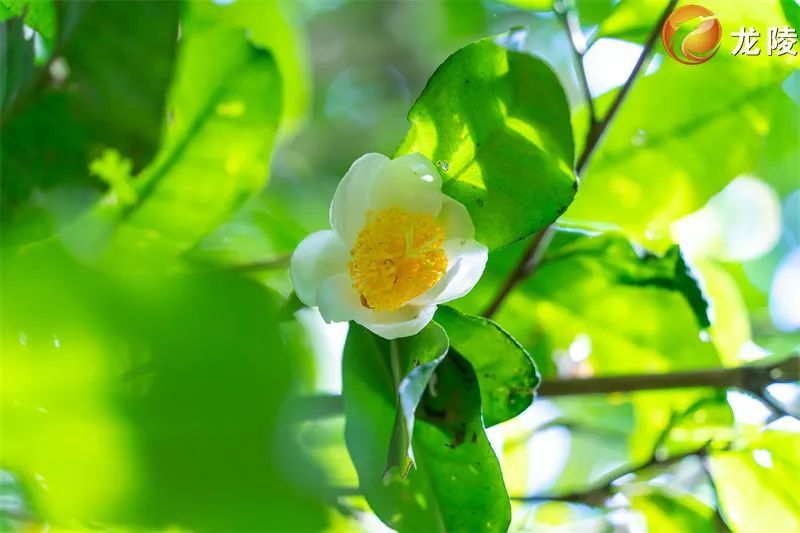 关于保山市县作协联手激活龙陵镇东“古树茶文化”的内容(18)