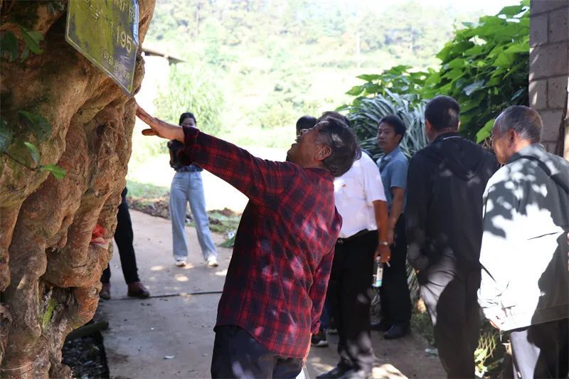 关于保山市县作协联手激活龙陵镇东“古树茶文化”的内容(12)