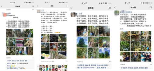 关于保山市县作协联手激活龙陵镇东“古树茶文化”的内容(9)