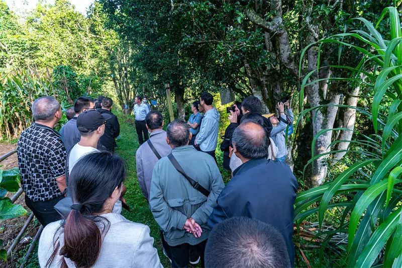 关于保山市县作协联手激活龙陵镇东“古树茶文化”的内容(2)