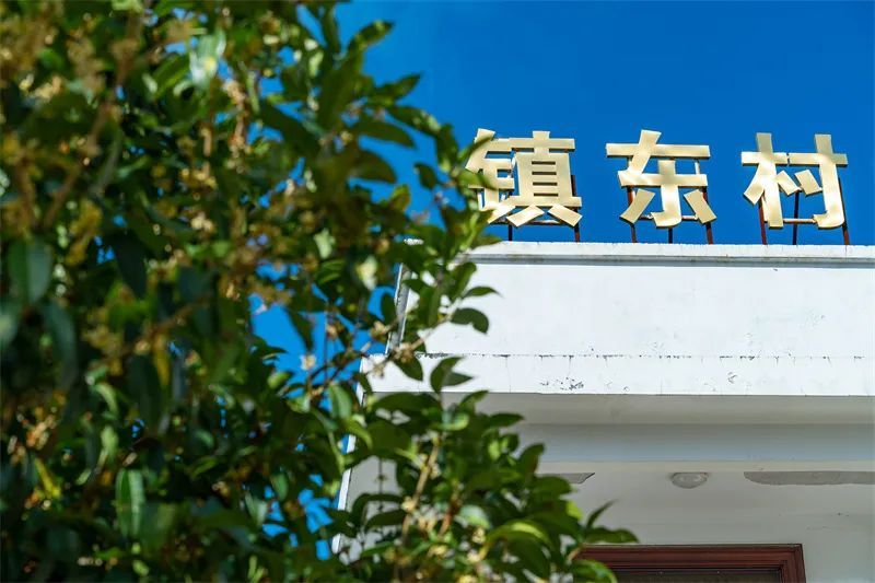 关于保山市县作协联手激活龙陵镇东“古树茶文化”的内容(22)