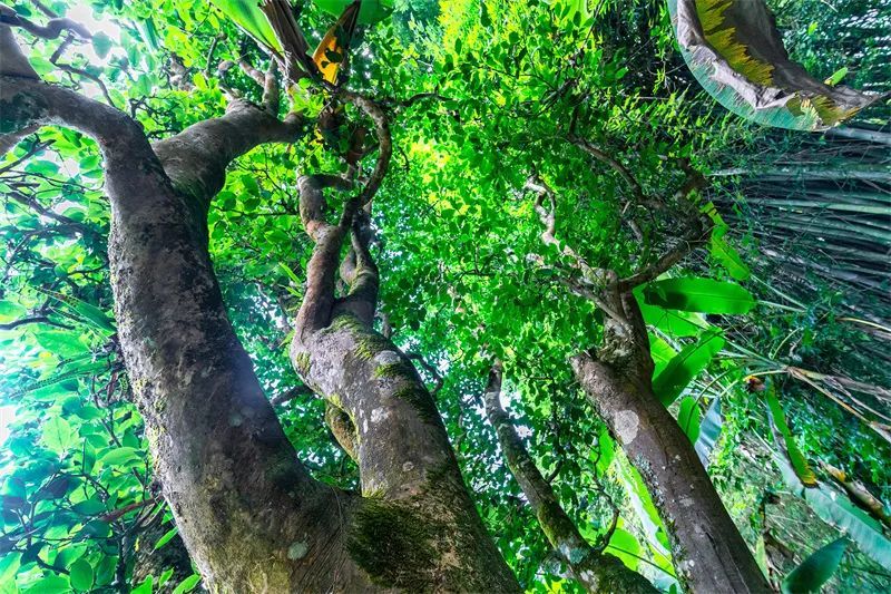 关于保山市县作协联手激活龙陵镇东“古树茶文化”的内容(1)