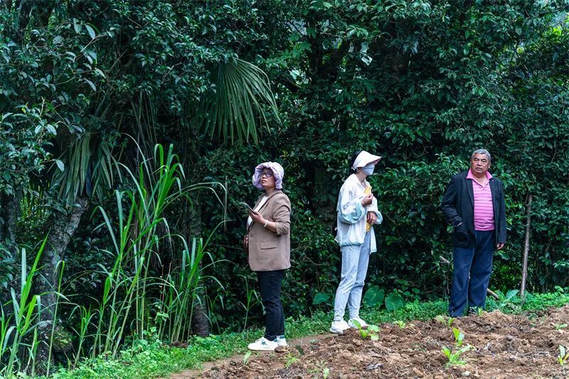 关于保山市县作协联手激活龙陵镇东“古树茶文化”的内容(16)