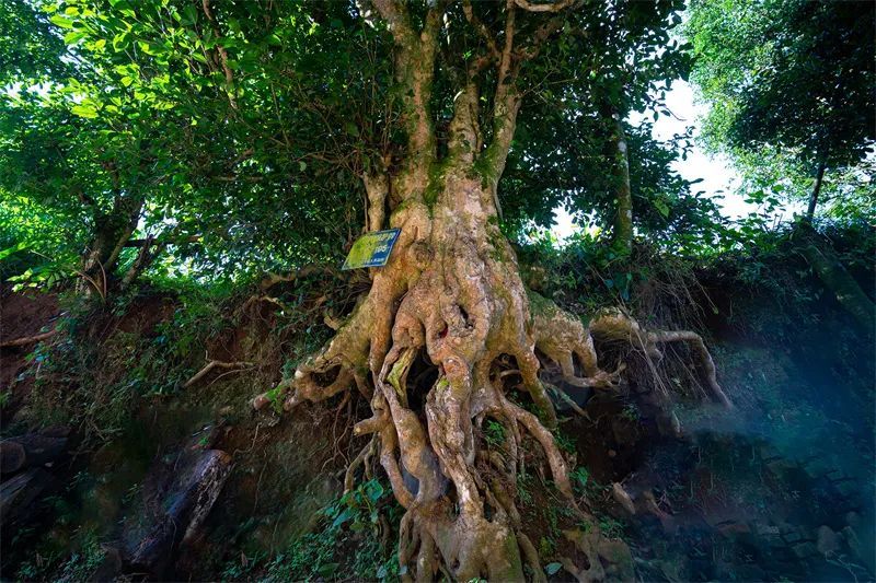 关于保山市县作协联手激活龙陵镇东“古树茶文化”的内容(19)