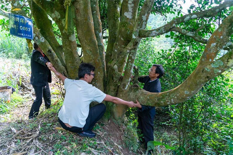 关于保山市县作协联手激活龙陵镇东“古树茶文化”的内容(20)