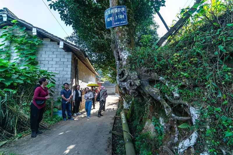 关于保山市县作协联手激活龙陵镇东“古树茶文化”的内容(17)