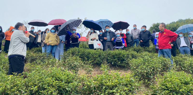 有关于黔南州茶产业发展领导小组到云雾镇  开展 2022年茶园秋冬管护现场培训的资讯(2)