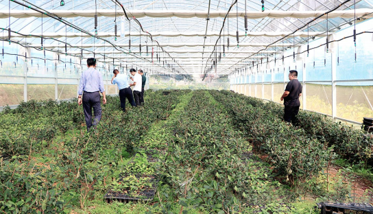 关于山东烟台绿茶向全国递出“绿色名片”的新闻