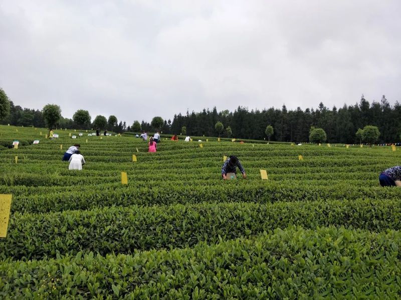 有关于一周速读：茶产业这十年、普洱茶产业发展历程、绿色生态造就有机好茶的资讯(5)
