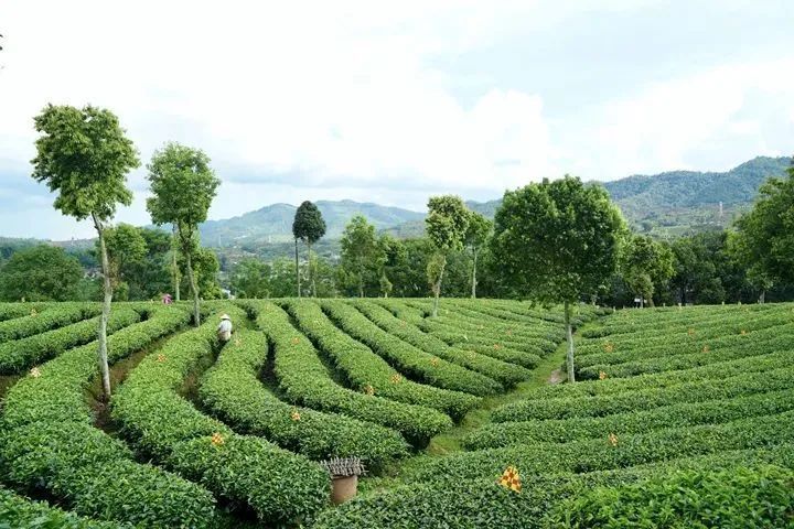 有关于一周速读：茶产业这十年、普洱茶产业发展历程、绿色生态造就有机好茶的资讯(3)