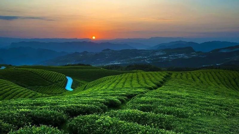 有关于一周速读：茶产业这十年、普洱茶产业发展历程、绿色生态造就有机好茶的资讯(6)