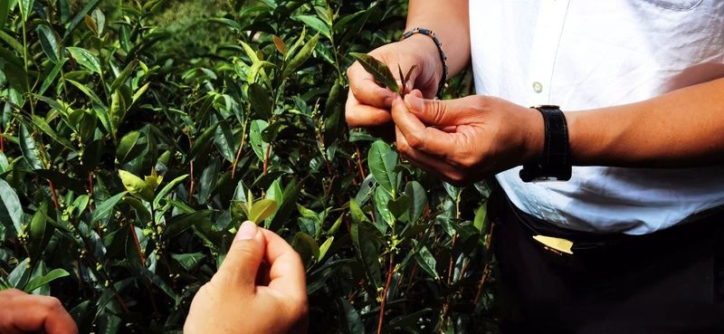 关于铭记叮嘱:茶产业大有前途,要打出品牌,做大做强的资讯(3)