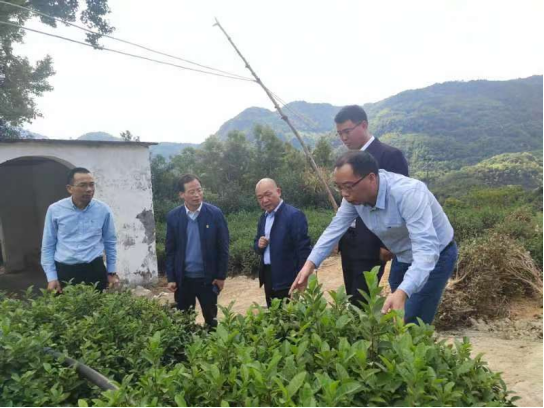 关于平阳县科技强农产业研究院开展茶叶研究院共建和茶产业项目论证座谈会的资讯(1)