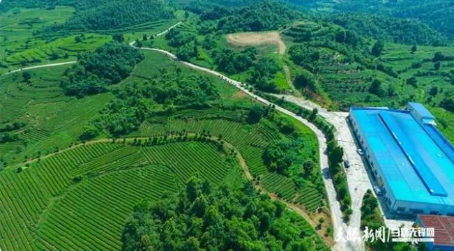 有关于金沙贡茶：种好有机茶 飘香振兴路的资讯(2)