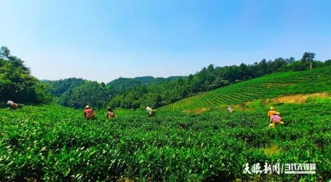 有关于金沙贡茶：种好有机茶 飘香振兴路的资讯(1)
