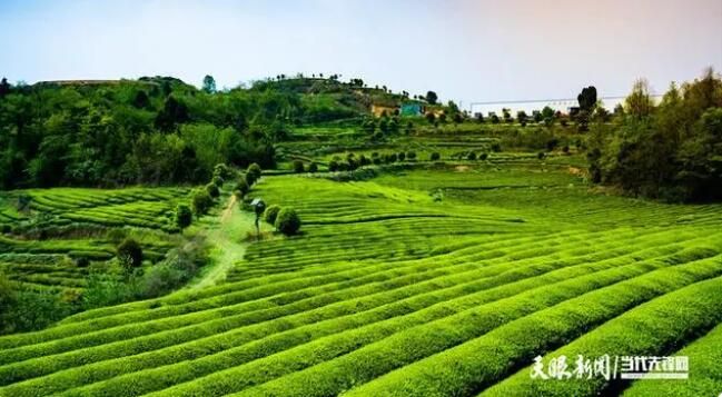 有关于金沙贡茶：种好有机茶 飘香振兴路的资讯