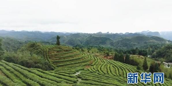 有关于贵州纳雍：高山茶园冬管忙的相关内容