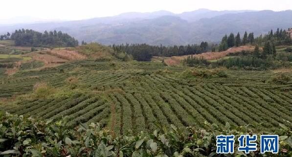 有关于贵州纳雍：高山茶园冬管忙的相关内容(2)