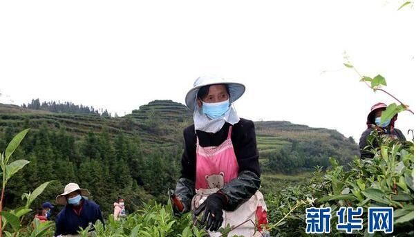有关于贵州纳雍：高山茶园冬管忙的相关内容(1)