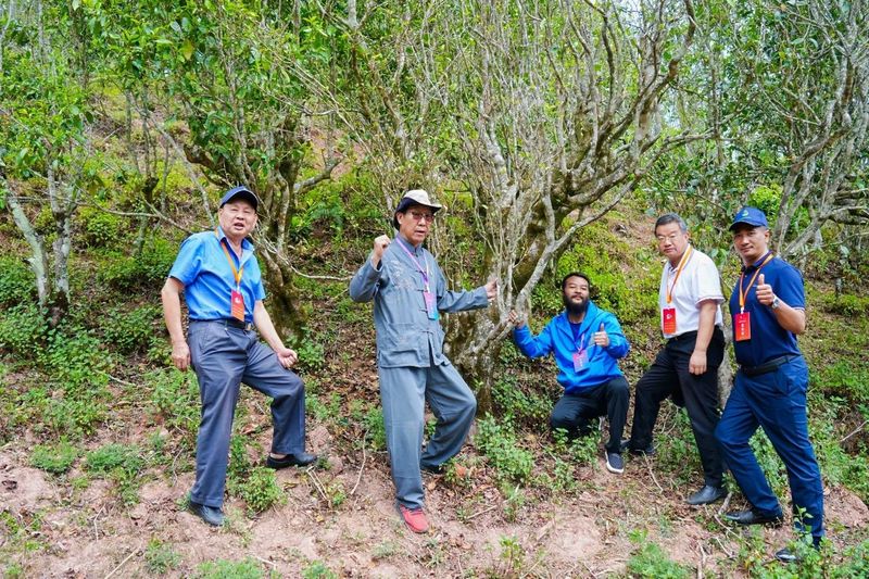 有关于“智惠云岭”茶山行·探秘云茶生物多样性的消息(23)
