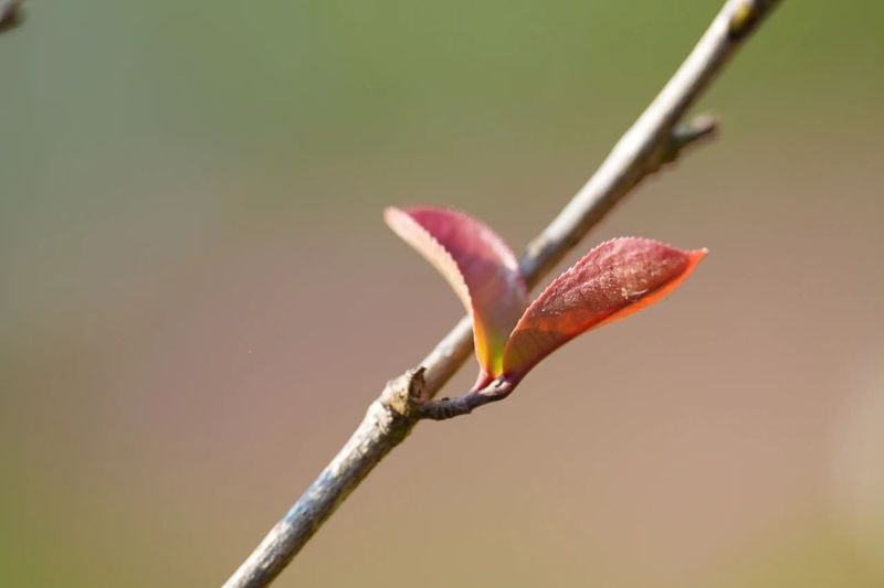 有关于“智惠云岭”茶山行·探秘云茶生物多样性的消息(19)