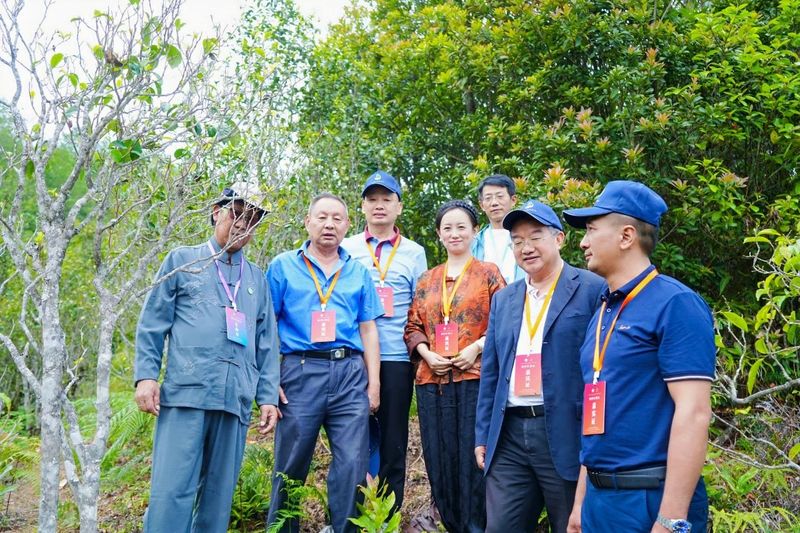 有关于“智惠云岭”茶山行·探秘云茶生物多样性的消息(17)