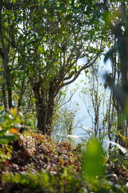 有关于“智惠云岭”茶山行·探秘云茶生物多样性的消息(22)