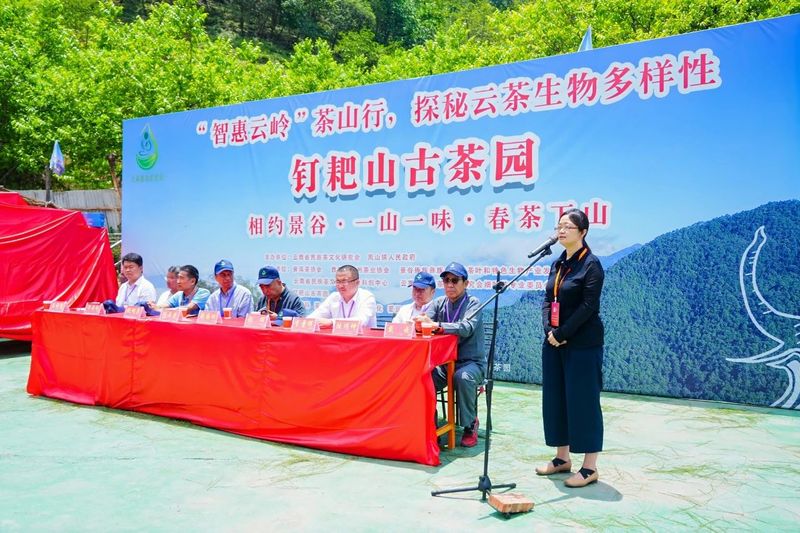 有关于“智惠云岭”茶山行·探秘云茶生物多样性的消息(13)