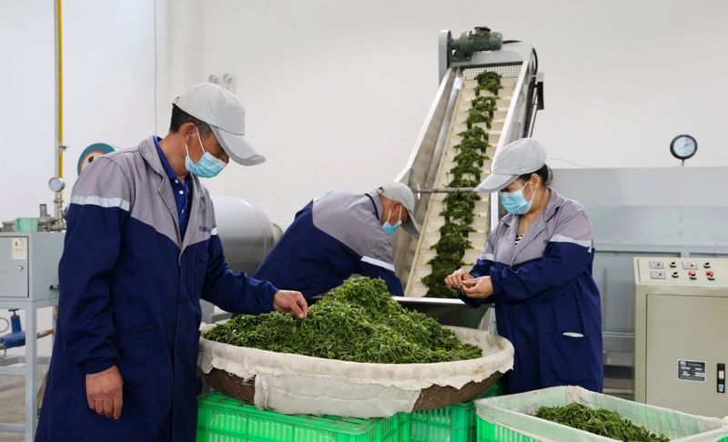 关于安康汉滨：召开陕茶一号茶产业高质量发展新闻发布会的新闻(8)