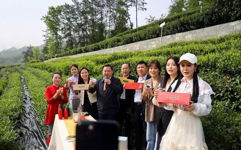 关于安康汉滨：召开陕茶一号茶产业高质量发展新闻发布会的新闻(10)