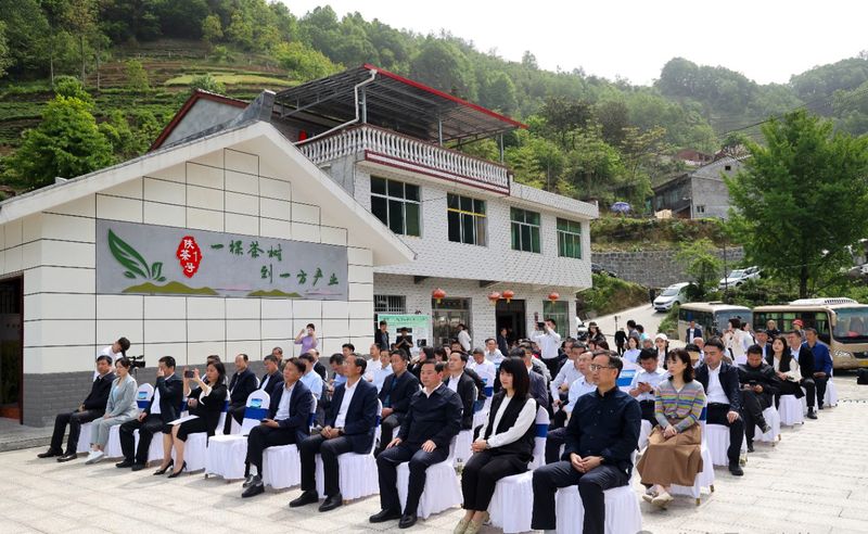 关于安康汉滨：召开陕茶一号茶产业高质量发展新闻发布会的新闻(3)